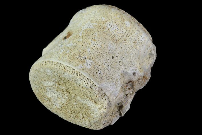 Fossil Reptile Vertebrae - Judith River Formation #88818